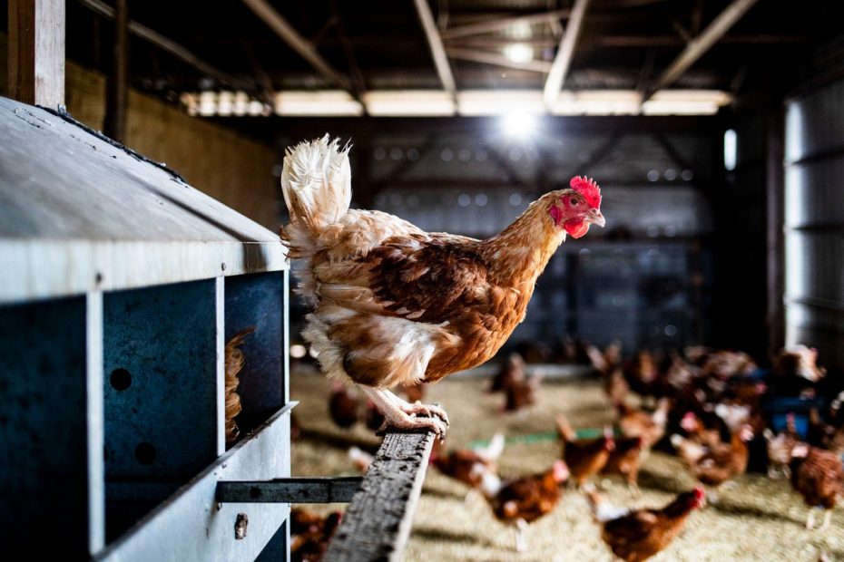 17 países suspendem embargo às exportações de carne de frango e outros subprodutos do Brasil