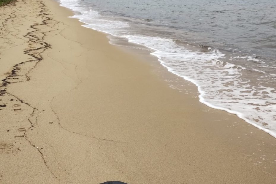 Mais de 40 pinguins são encontrados mortos no litoral de São Paulo