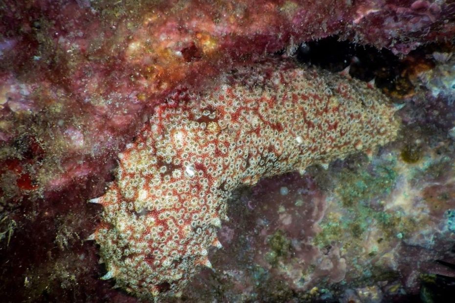 Mineração em águas profundas ameaça vida marinha nas regiões mais remotas do Pacífico, diz estudo