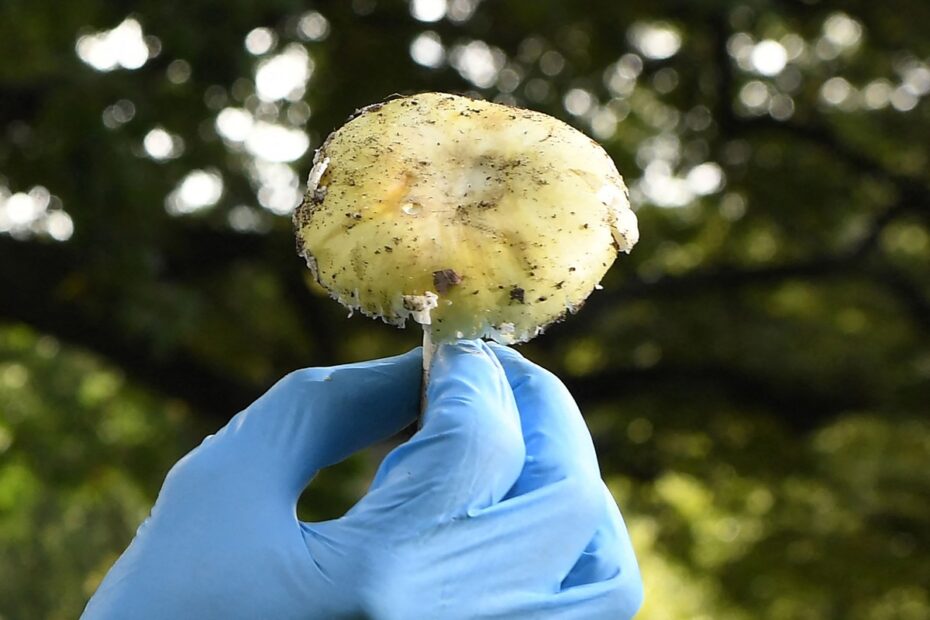 cientistas decifram rota bioquímica do efeito psicodélico; entenda