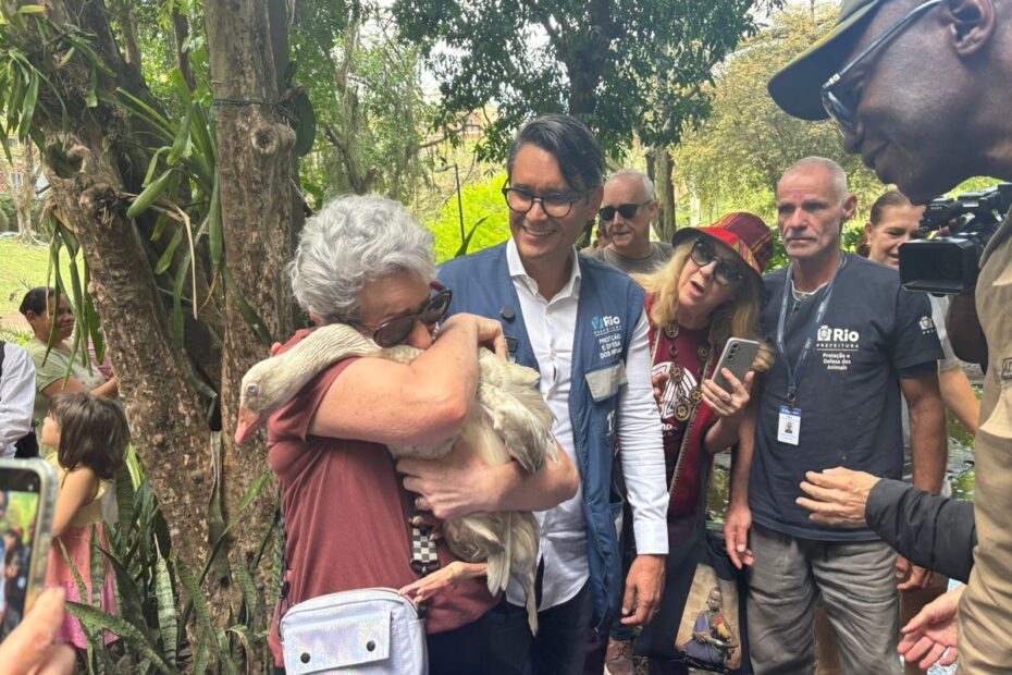 patos e ganso furtados do Parque Guinle são recepcionados com euforia por moradores